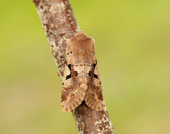 73.249 BF2190 Hebrew Character Orthosia gothica