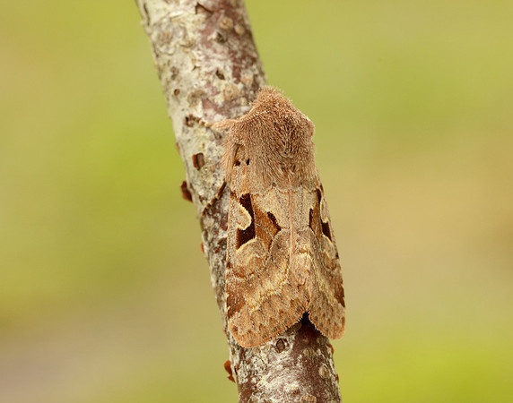 73.249 BF2190 Hebrew Character Orthosia gothica
