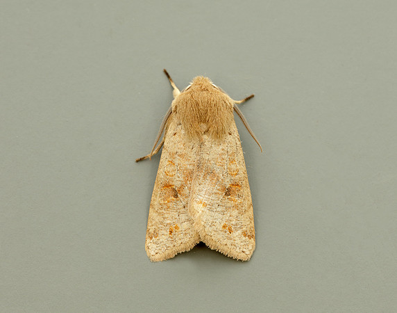 73.250 BF2189 Twin-spotted Quaker Anorthoa munda