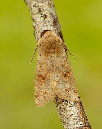 73.250 BF2189 Twin-spotted Quaker Anorthoa munda