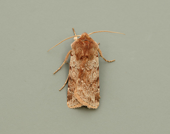 73.336 BF2139 Red Chestnut Cerastis rubricosa