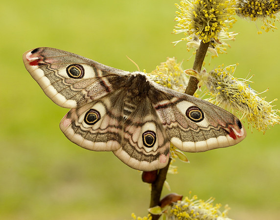 68.001 BF1643 Emperor Moth Saturnia pavonia