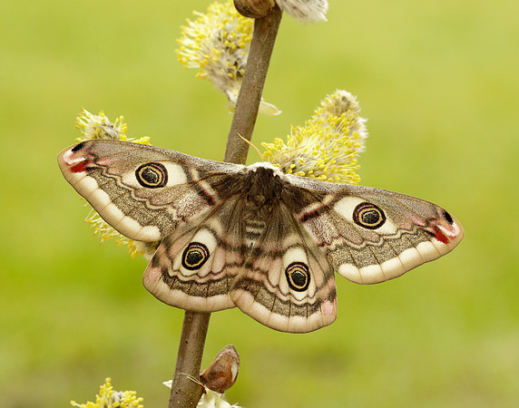 68.001 BF1643 Emperor Moth Saturnia pavonia