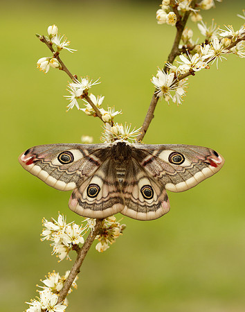 68.001 BF1643 Emperor Moth Saturnia pavonia
