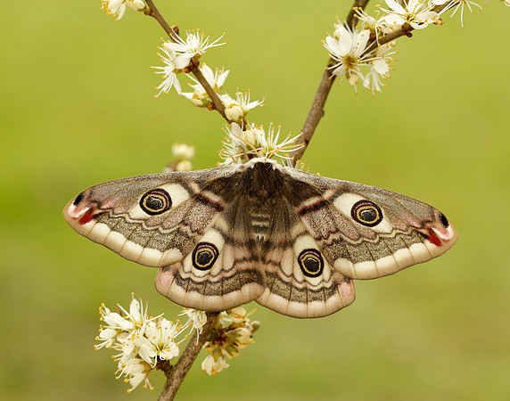 68.001 BF1643 Emperor Moth Saturnia pavonia