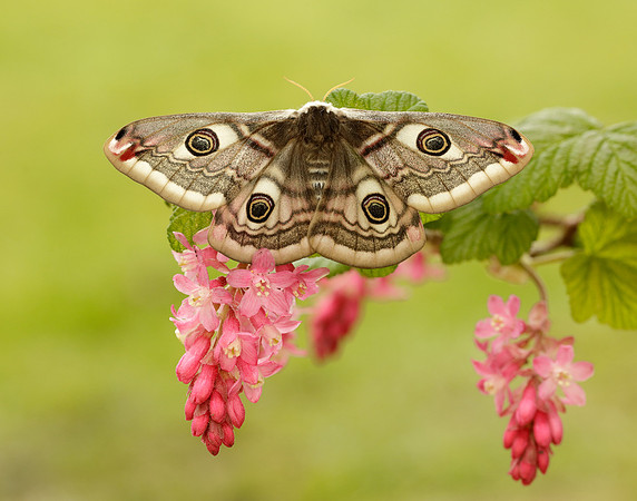 68.001 BF1643 Emperor Moth Saturnia pavonia