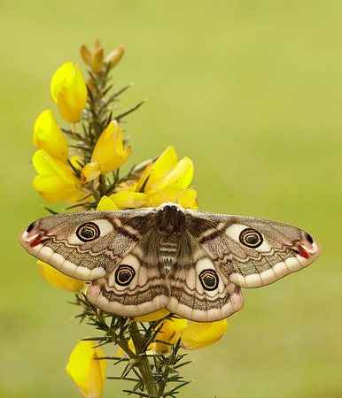 68.001 BF1643 Emperor Moth Saturnia pavonia