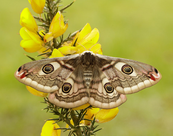 68.001 BF1643 Emperor Moth Saturnia pavonia
