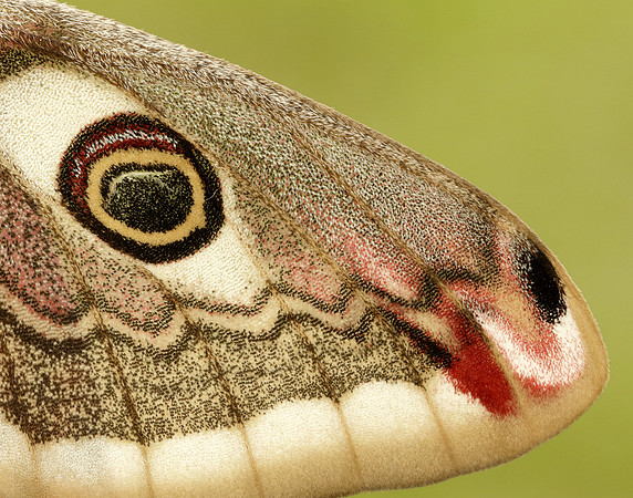 68.001 BF1643 Emperor Moth Saturnia pavonia
