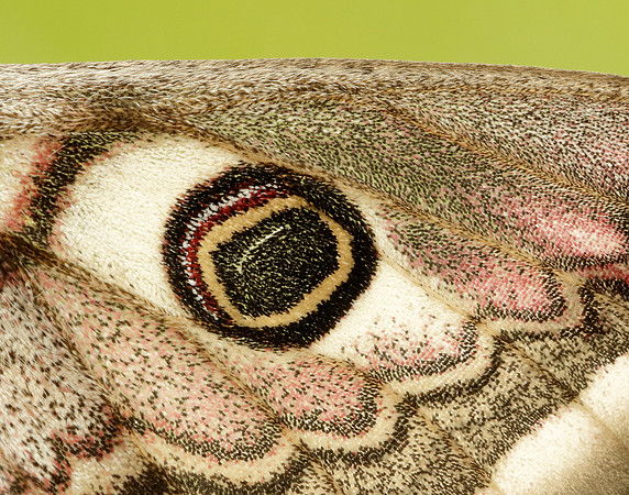 68.001 BF1643 Emperor Moth Saturnia pavonia