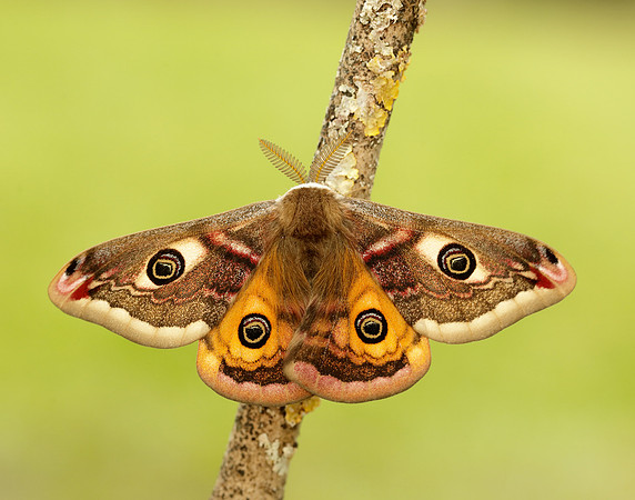 68.001 BF1643 Emperor Moth Saturnia pavonia