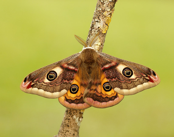 68.001 BF1643 Emperor Moth Saturnia pavonia
