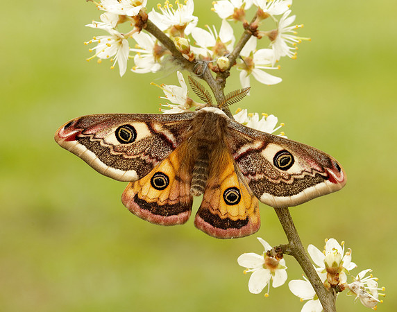 68.001 BF1643 Emperor Moth Saturnia pavonia
