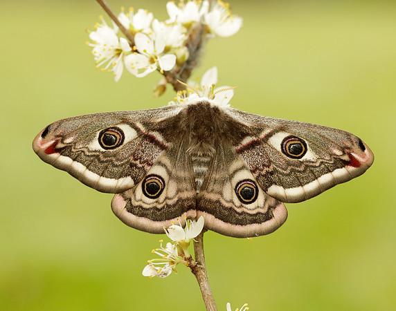 68.001 BF1643 Emperor Moth Saturnia pavonia