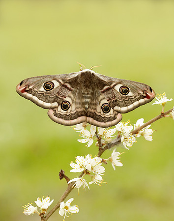 68.001 BF1643 Emperor Moth Saturnia pavonia