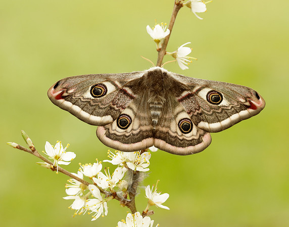 68.001 BF1643 Emperor Moth Saturnia pavonia