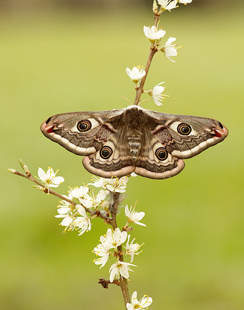 68.001 BF1643 Emperor Moth Saturnia pavonia