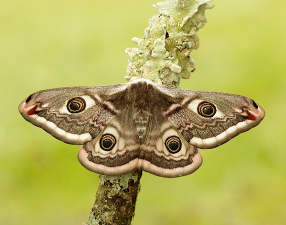 68.001 BF1643 Emperor Moth Saturnia pavonia