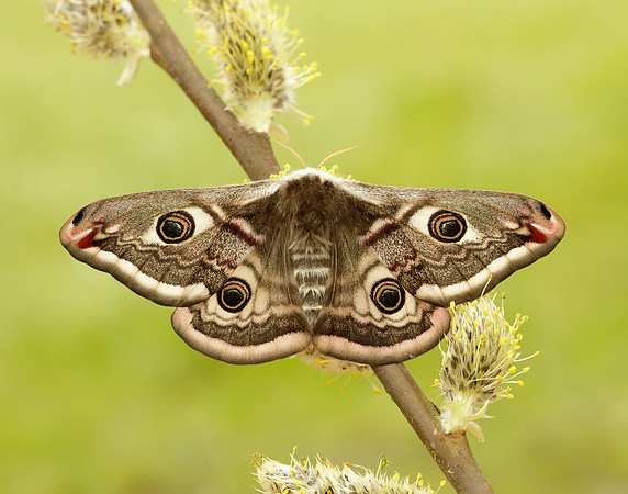 68.001 BF1643 Emperor Moth Saturnia pavonia