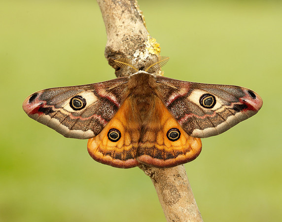 68.001 BF1643 Emperor Moth Saturnia pavonia