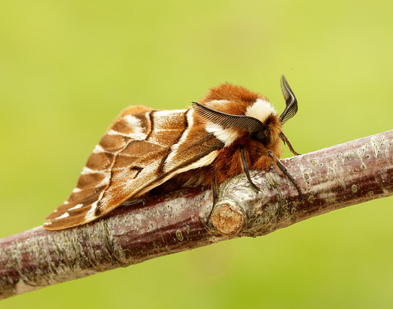 67.001 BF1644 Kentish Glory Endromis versicolora