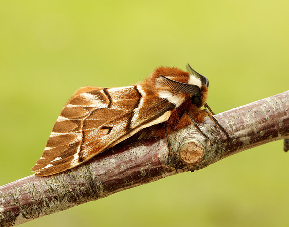 67.001 BF1644 Kentish Glory Endromis versicolora