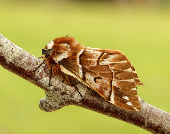 67.001 BF1644 Kentish Glory Endromis versicolora
