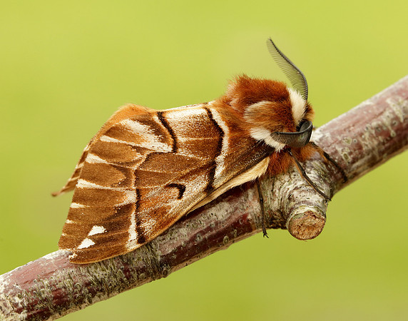 67.001 BF1644 Kentish Glory Endromis versicolora