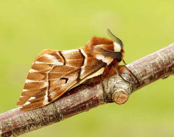 67.001 BF1644 Kentish Glory Endromis versicolora