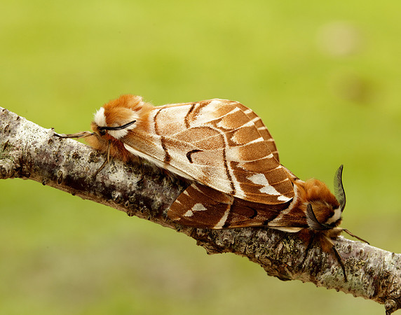 67.001 BF1644 Kentish Glory Endromis versicolora