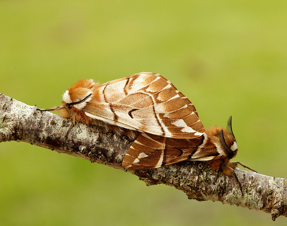 67.001 BF1644 Kentish Glory Endromis versicolora