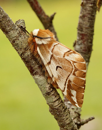 67.001 BF1644 Kentish Glory Endromis versicolora