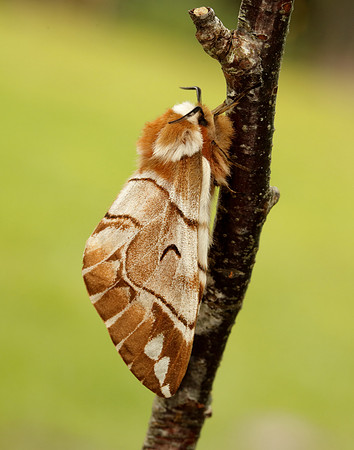 67.001 BF1644 Kentish Glory Endromis versicolora