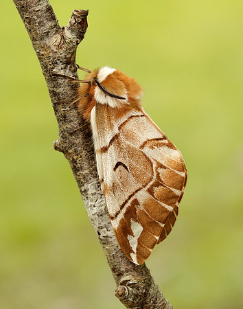 67.001 BF1644 Kentish Glory Endromis versicolora