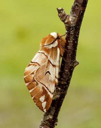 67.001 BF1644 Kentish Glory Endromis versicolora