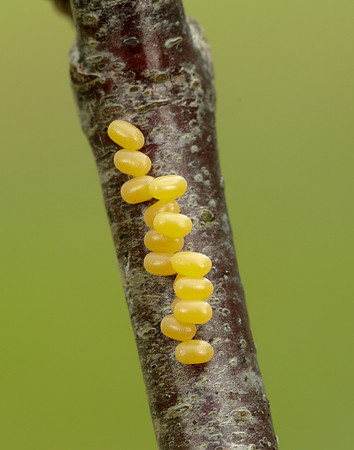 67.001 BF1644 Kentish Glory Endromis versicolora