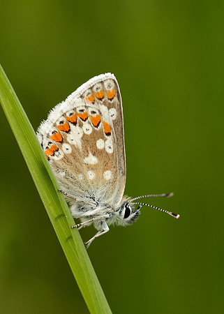 Northern Brown Argus Aricia artaxerxes artaxerxes