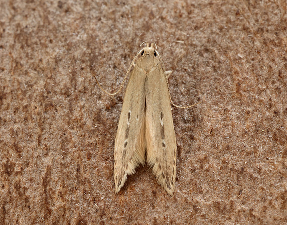34.004 BF898 Limnaecia phragmitella