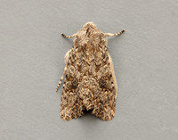 73.255 BF2145 The Nutmeg Anarta trifolii