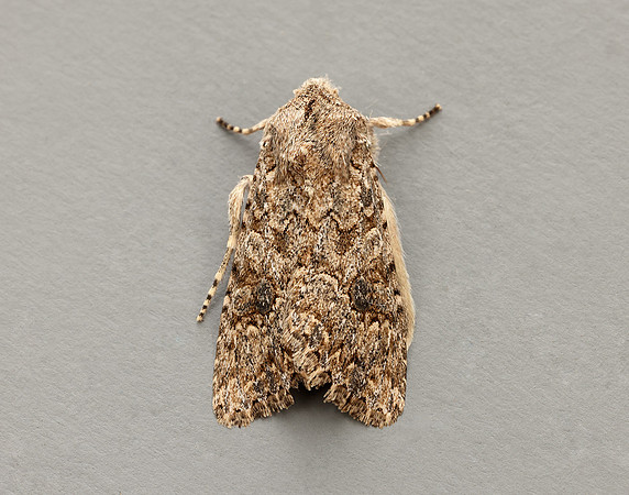 73.255 BF2145 The Nutmeg Anarta trifolii
