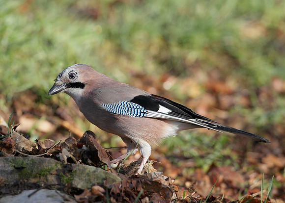 Jay Corvus glandarius