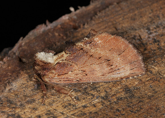 71.021 BF2008 Coxcomb Prominent Ptilodon capucina