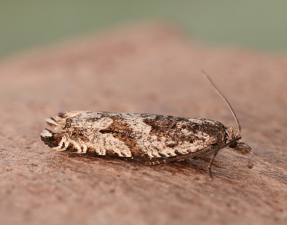49.201 BF1117 Ancylis unguicella