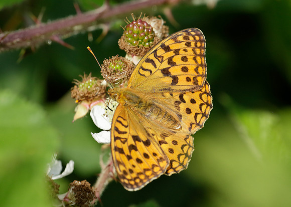 High Brown Fritillary Argynnis adippe