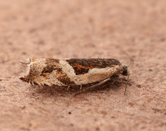 49.211 BF1128 Ancylis myrtillana