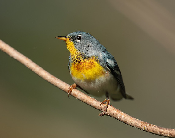 Northern Parula