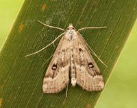 63.117 BF1348 Ringed China-mark Parapoynx stratiotata