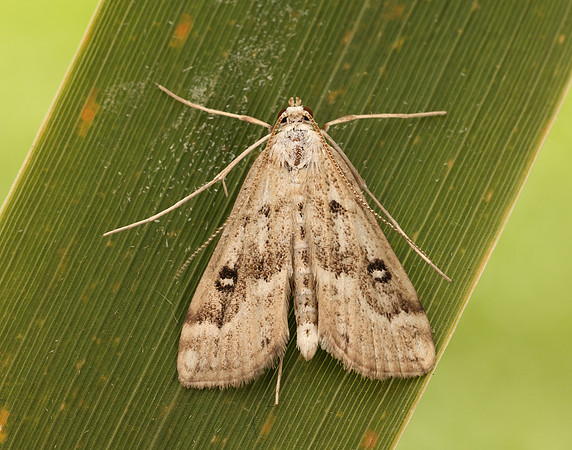 63.117 BF1348 Ringed China-mark Parapoynx stratiotata