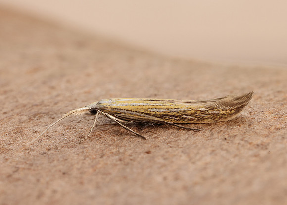 37.061 BF530 Coleophora lixella