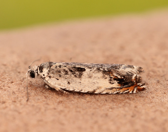 49.203 BF1123 Ancylis laetana